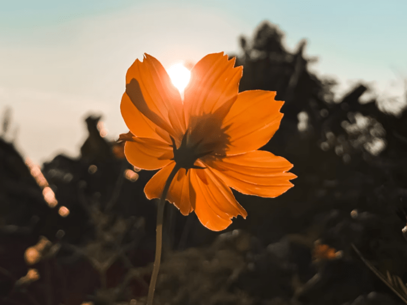 Meditação 04 – Momento de&nbsp;Tranquilidade